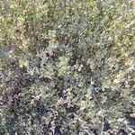 Simmondsia chinensis Λουλούδι