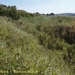 Arundo micrantha Natur