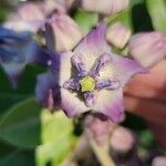 Calotropis gigantea Квітка