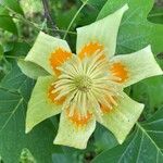 Liriodendron tulipiferaЦвят