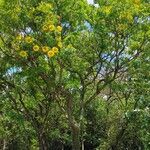 Cassia leptophylla 形態