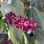 Phytolacca americana Frucht