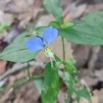 Commelina erectaFlower