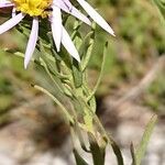 Galatella sedifolia Leaf