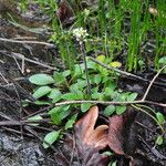 Micranthes integrifolia Hábitos