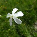 Ranunculus platanifolius Fula