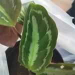Calathea roseopicta Hoja