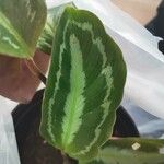 Calathea roseopicta