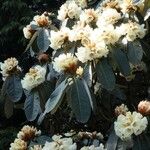 Rhododendron macabeanum Yeri