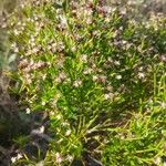 Baccharis angustifolia