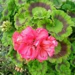 Pelargonium × hybridum Kvet