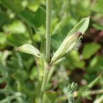 Silene gallica পাতা