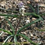 Muscari muscarimi Habitus