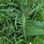 Cirsium rivulare Likasa