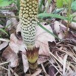 Equisetum telmateia Цвят