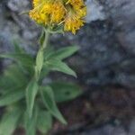 Solidago virgaureaFlower