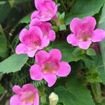 Lophospermum erubescens 花