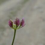 Torilis africana Fruit