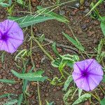 Ipomoea aquatica ᱵᱟᱦᱟ