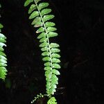 Asplenium barteri Hoja