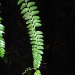 Asplenium barteri Folha