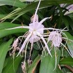 Hymenocallis littoralis花