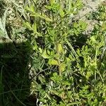 Hypericum tetrapterum Облик