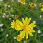 Senecio madagascariensis Flower