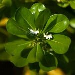 Scaevola taccada फूल