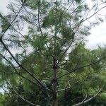 Pinus strobus ᱪᱷᱟᱹᱞᱤ