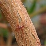 Aeonium goochiae Bark