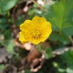 Geum sylvaticum Flower