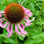 Echinacea purpurea ফুল