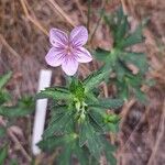 Geranium krameri 形態