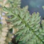 Corydalis cheilanthifolia Blad