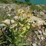 Bupleurum stellatum Other