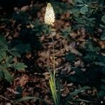 Chamaelirium luteum Flower