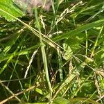 Phleum pratense 葉