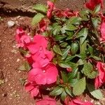 Impatiens hawkeri Квітка