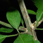 Euonymus atropurpureus Bark