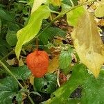 Physalis alkekengi Folha