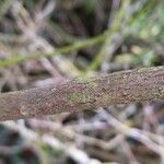 Elaeagnus macrophylla Bark