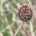 Centaurea nigra Ffrwyth