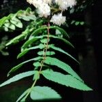 Sorbaria tomentosa Λουλούδι