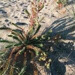 Euphorbia paralias Blad