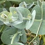 Eucalyptus gunnii Folha