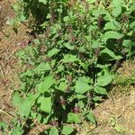 Stachys alpina Habitat