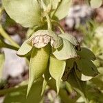 Helleborus viridisЛист