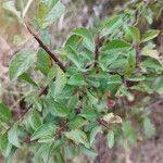 Prunus spinosa Yaprak