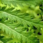 Tanacetum vulgare Leaf